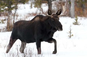 Congratulations to Carla Billups and Michelle Knapik who will participate in the Yellowstone in Winter Teacher Trek