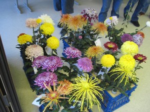 2011 Mum Show 2